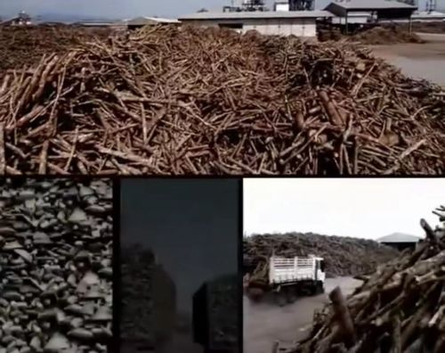 诚绿板材——引领板材行业的生态风尚(图12)