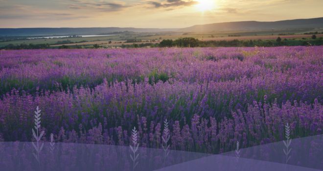 板材新典范家居新享受丨平安树伊香板：环保优雅的完美融合必赢国际(图3)