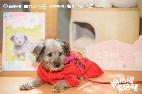 实木猫屋、公益领养大王椰用“场景化美学”破局高端板材营销(图4)