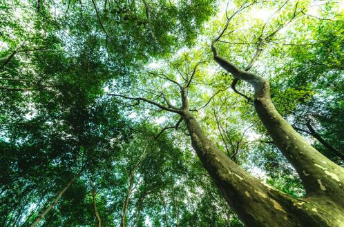 2021十大环保板材澳思柏恩用科技守护绿色环保(图2)